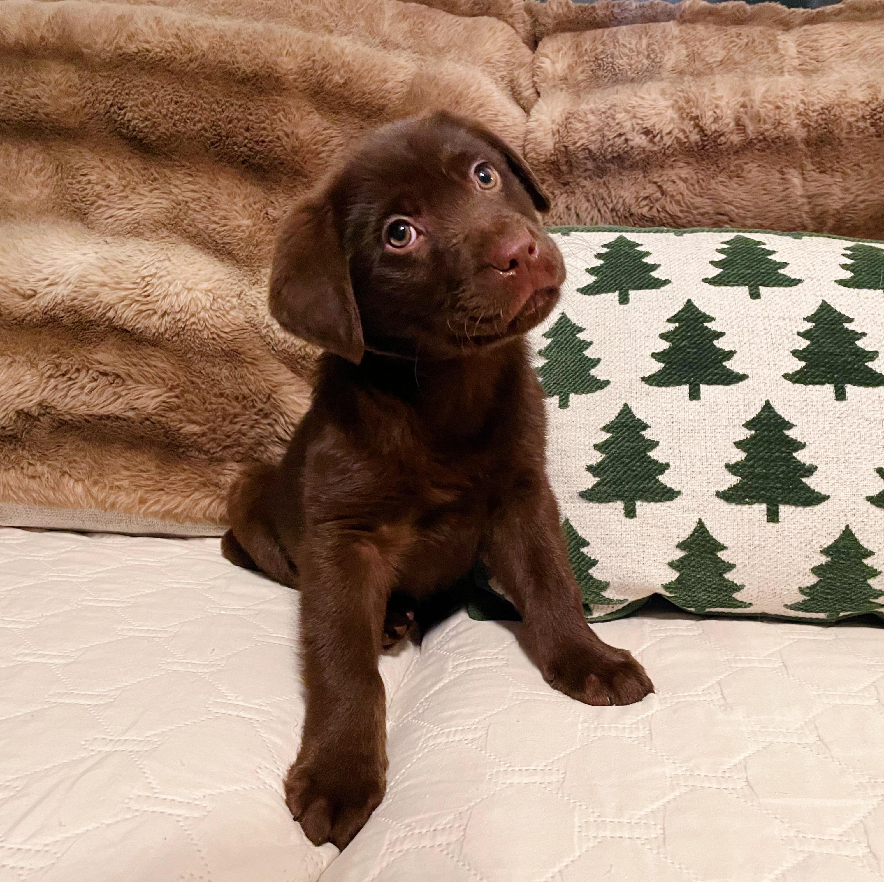 KitKat, an adoption pending Chocolate Labrador Retriever in Bethel, OH image 4/6