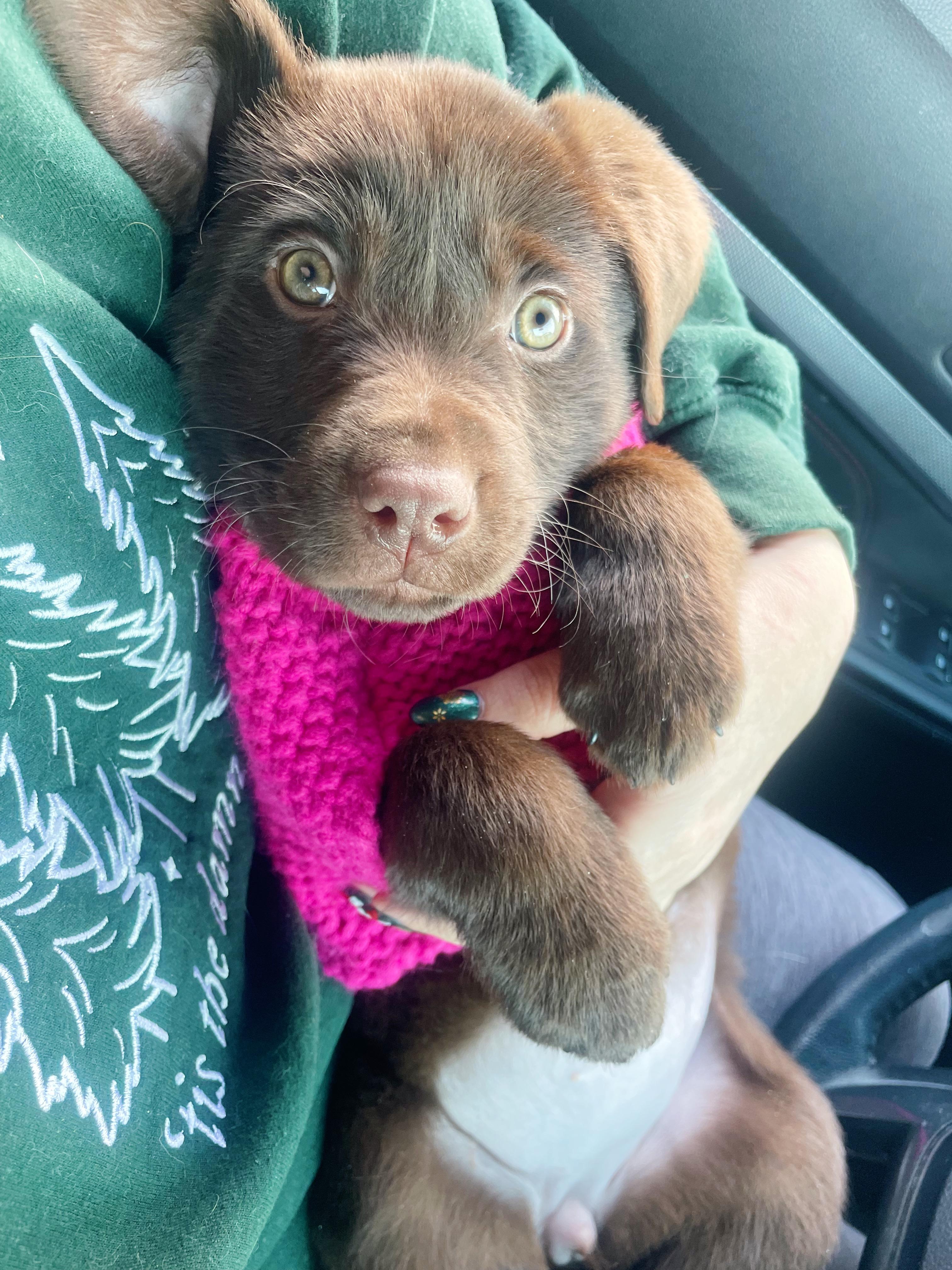 KitKat, an adoption pending Chocolate Labrador Retriever in Bethel, OH image 6/6