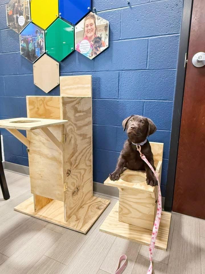 KitKat, an adoption pending Chocolate Labrador Retriever in Bethel, OH image 3/6