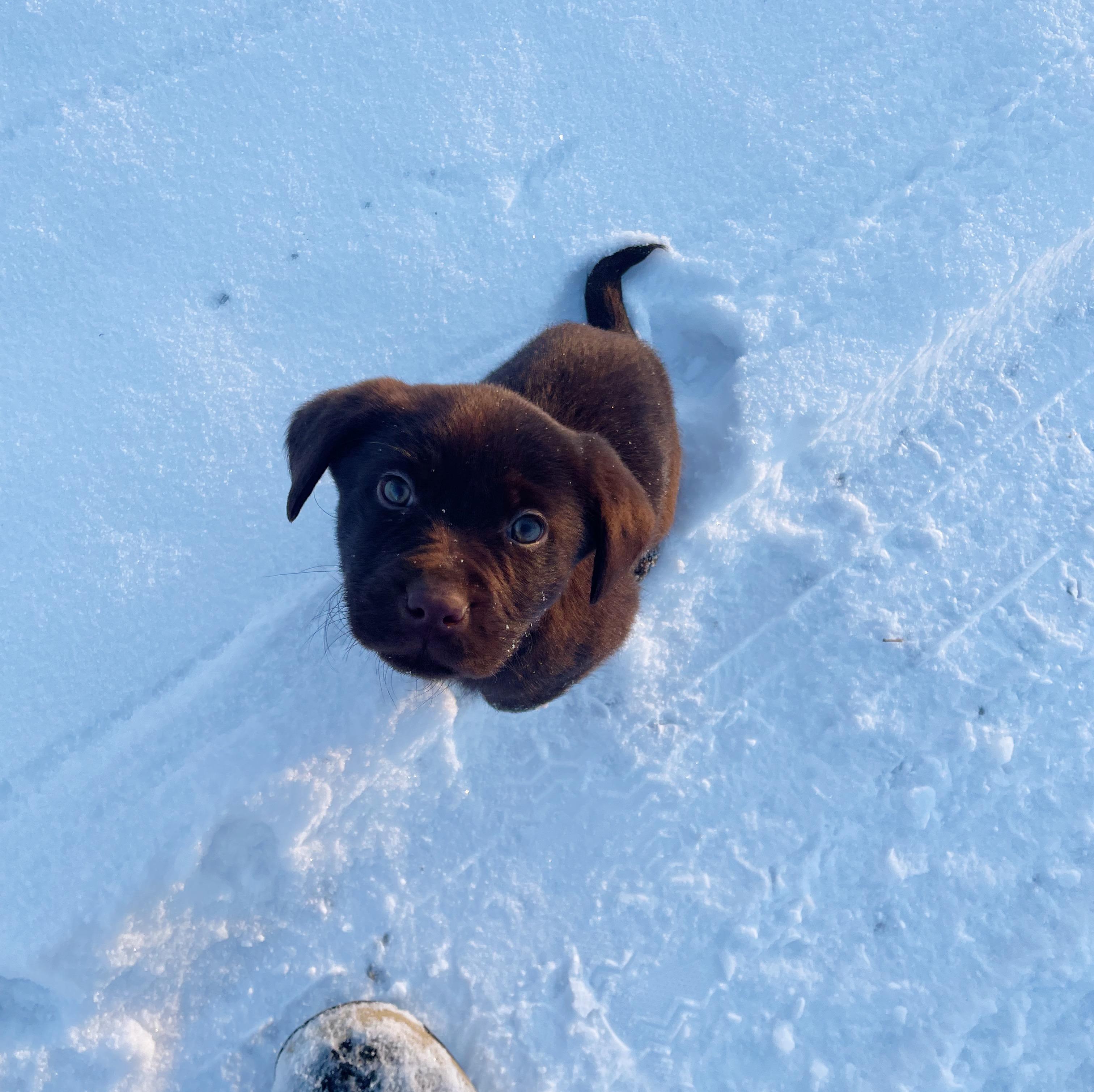 KitKat, an adoption pending Chocolate Labrador Retriever in Bethel, OH image 5/6