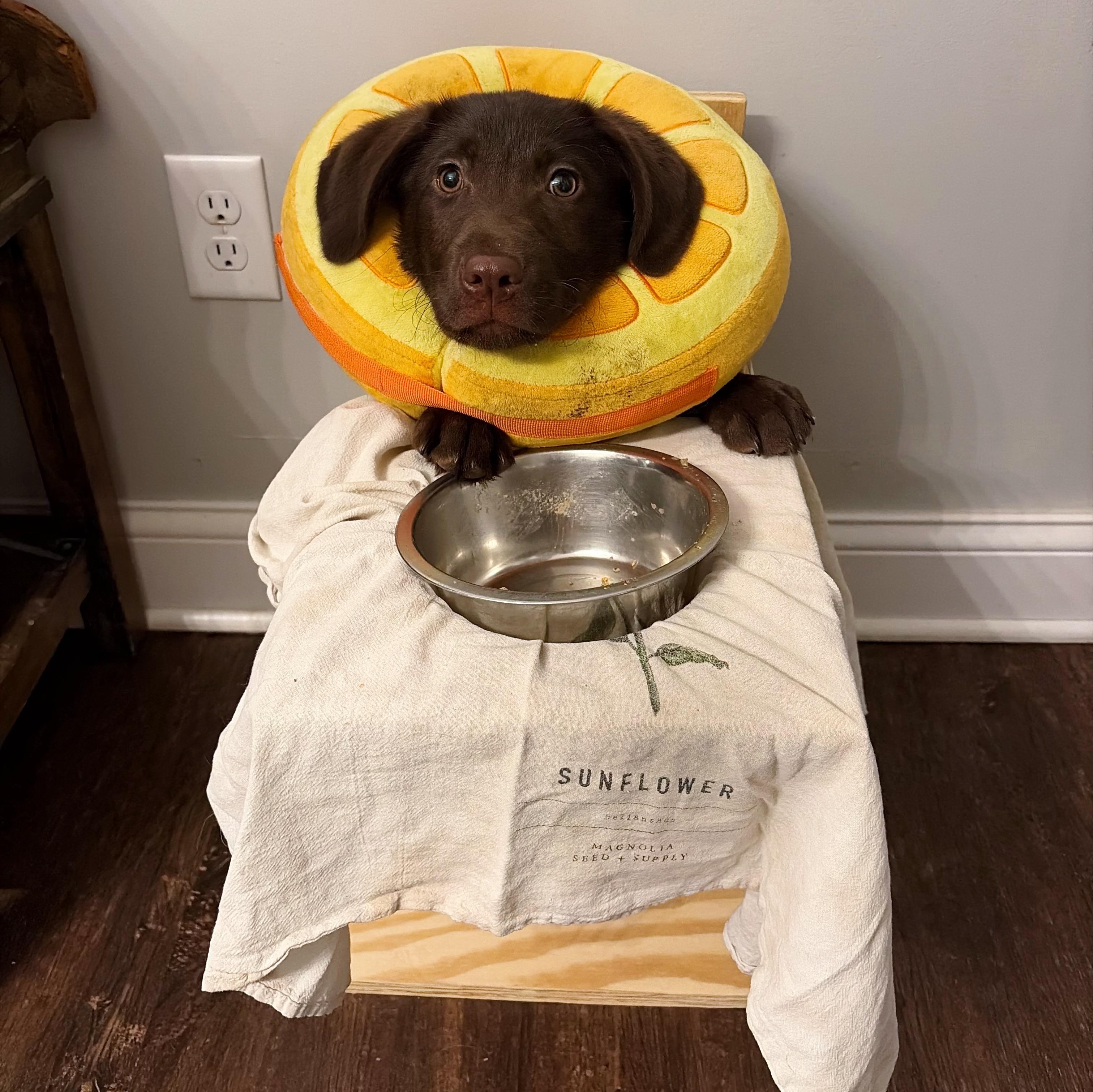 KitKat, an adoption pending Chocolate Labrador Retriever in Bethel, OH image 2/6