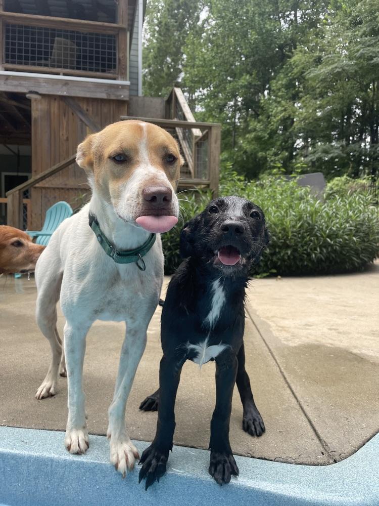 Venus, Adoptable, Puppy Female Labrador Retriever & Schnauzer.