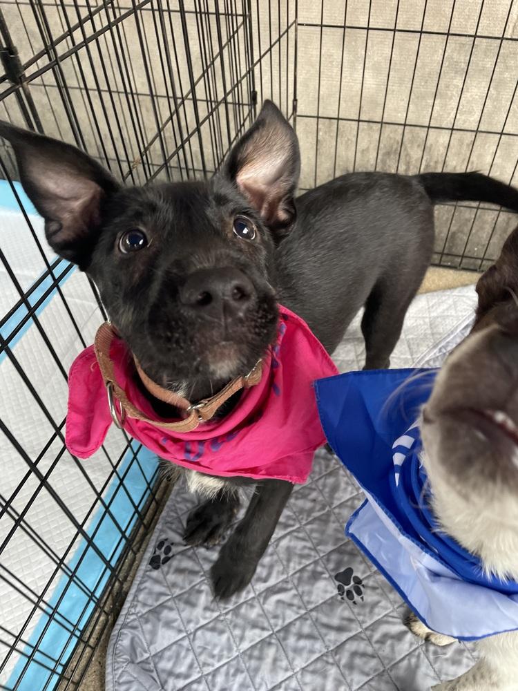 Venus, a Adoptable mixed breed in Newnan, GA image 2/6