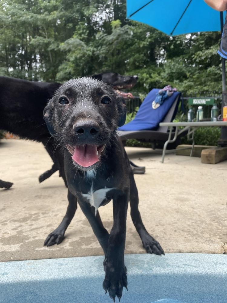 Venus, a Adoptable mixed breed in Newnan, GA image 3/6