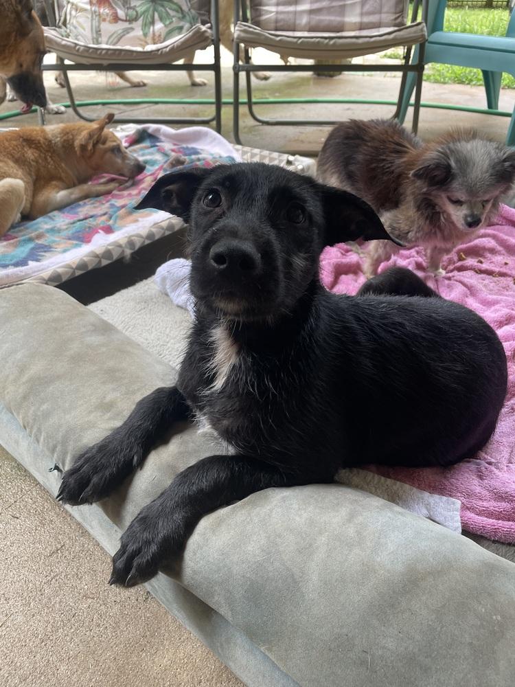 Venus, a Adoptable mixed breed in Newnan, GA image 4/6