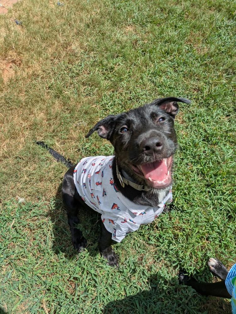 Enlarge Venus, a Adoptable mixed breed in Newnan, GA image 4/6