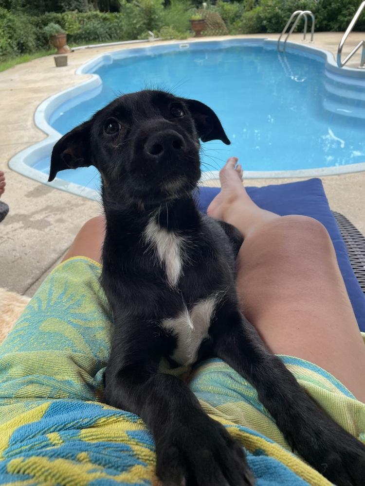 Venus, a Adoptable mixed breed in Newnan, GA image 6/6