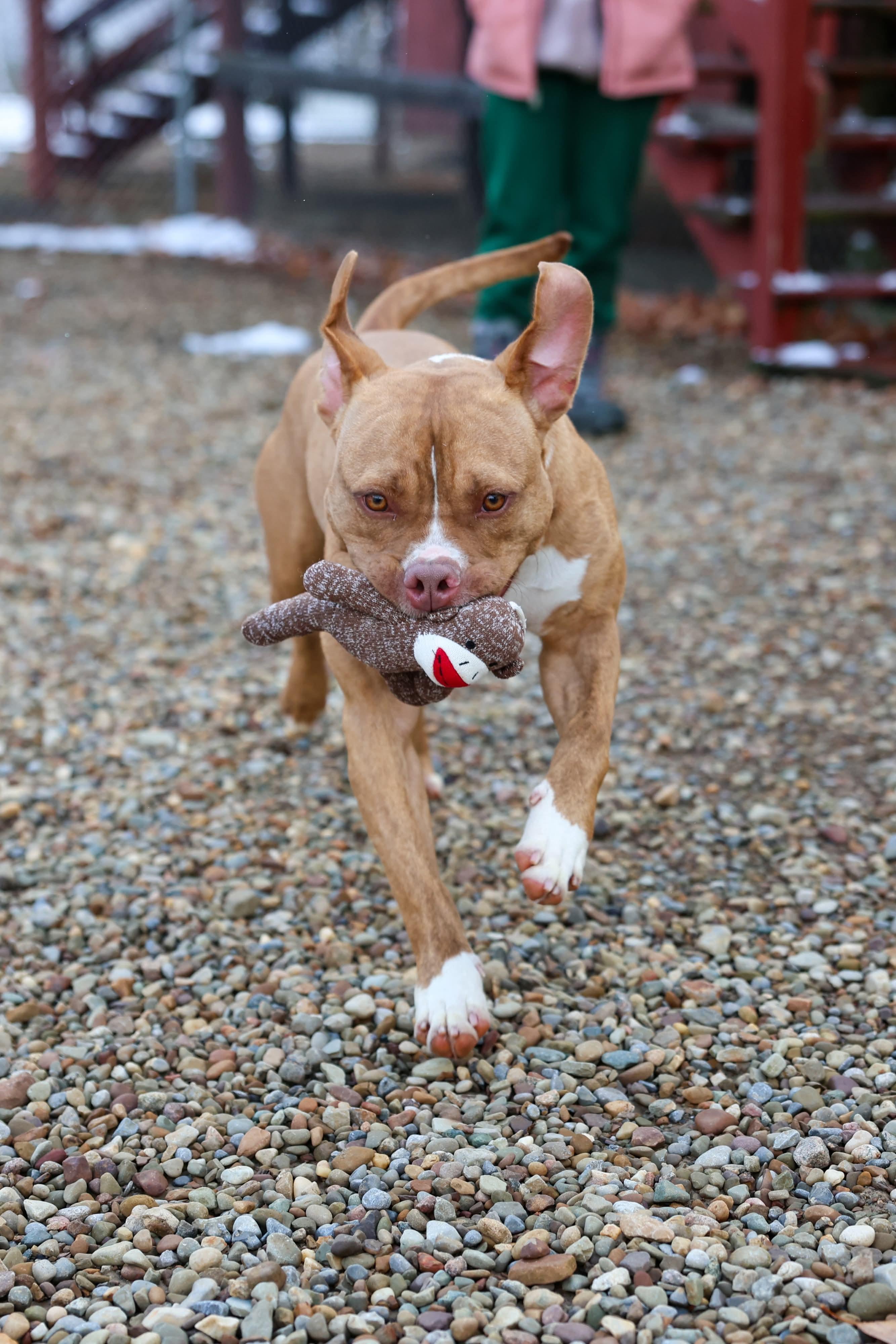 Enlarge Seven, an adopted mixed breed in North Olmsted, OH image 2/5