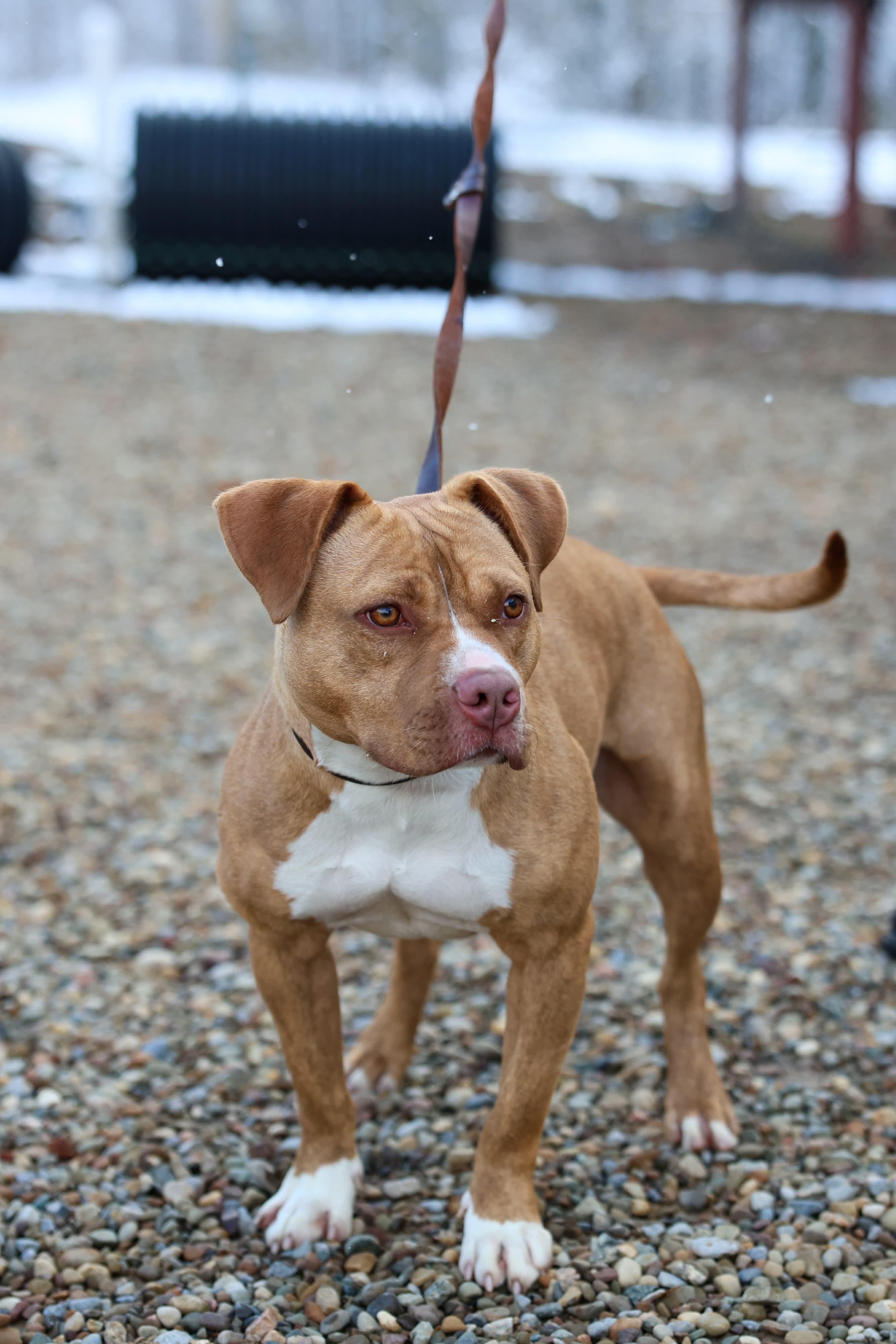 Enlarge Seven, an adopted mixed breed in North Olmsted, OH image 3/5