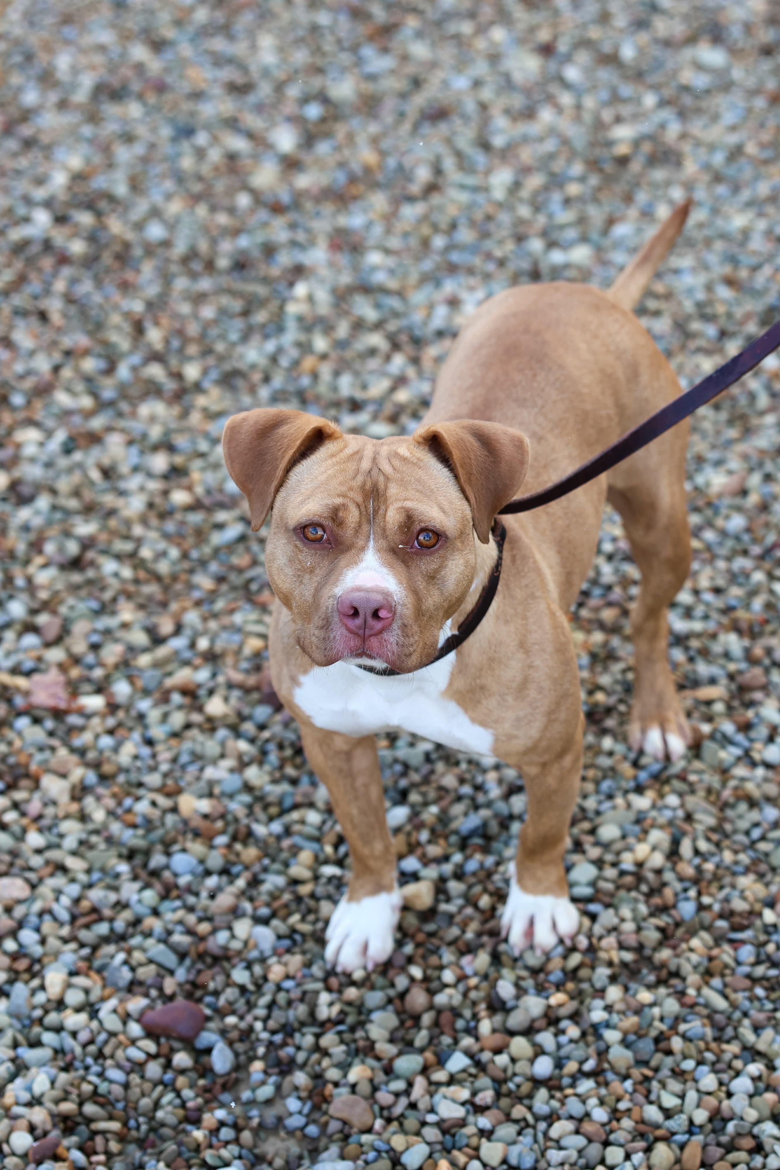 Seven, Adoptable, Young Male American Staffordshire Terrier & Pit Bull Terrier.