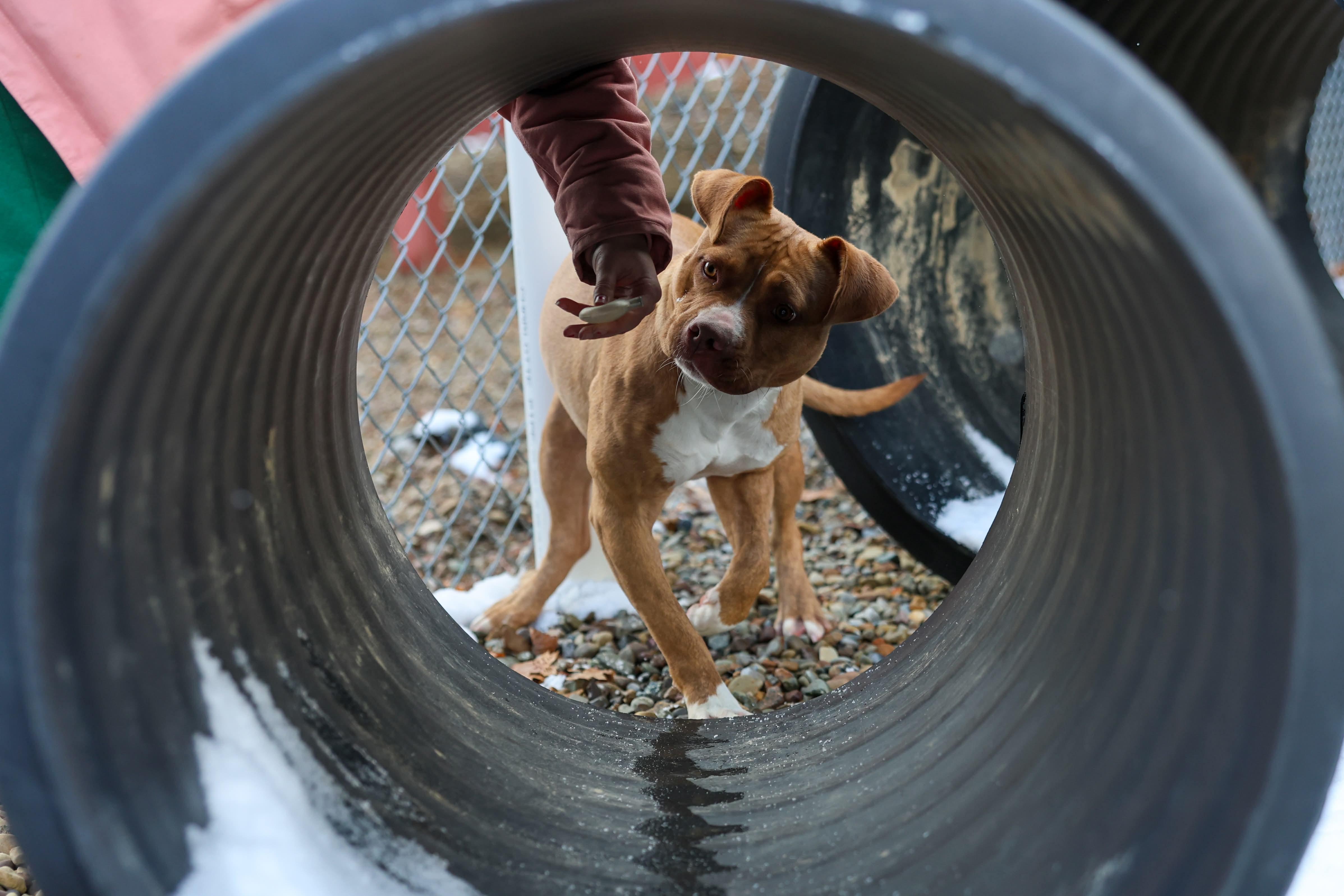 Enlarge Seven, an adopted mixed breed in North Olmsted, OH image 4/5