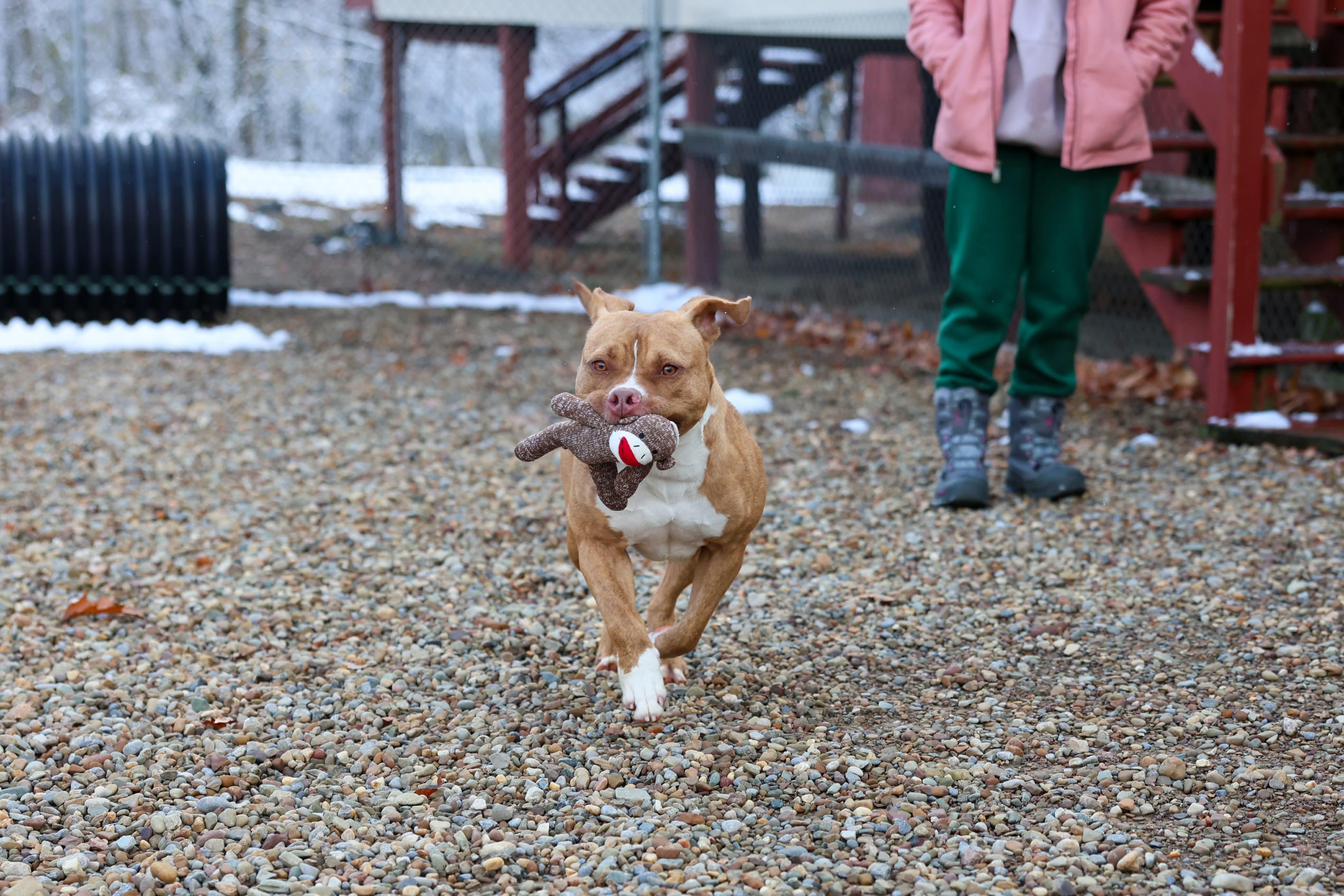 Enlarge Seven, an adopted mixed breed in North Olmsted, OH image 5/5