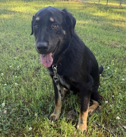 Hoppity, a Adoptable mixed breed in Conway, SC image 1/2