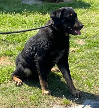 Hoppity, a Adoptable mixed breed in Conway, SC image 2/2