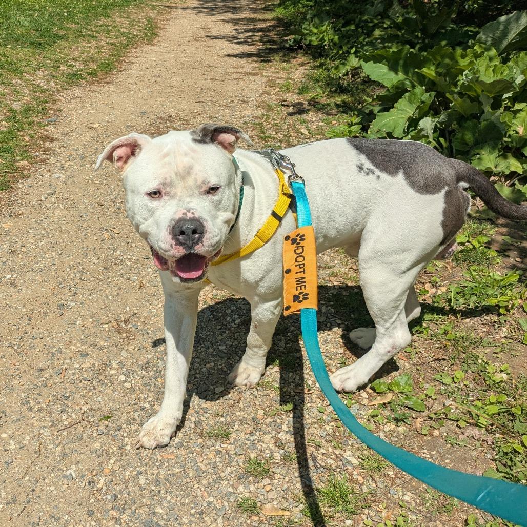 Zeus Lightning, a Adoptable Pit Bull Terrier in Baltimore, MD image 1/4