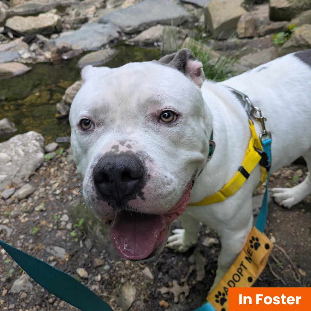 Zeus Lightning, a Adoptable Pit Bull Terrier in Baltimore, MD image 2/4