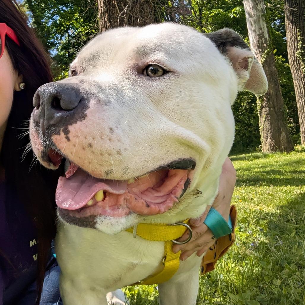 Zeus Lightning, a Adoptable Pit Bull Terrier in Baltimore, MD image 3/4