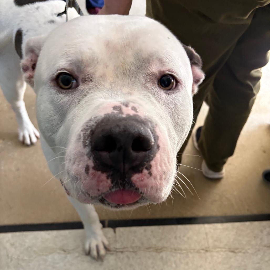 Zeus Lightning, a Adoptable Pit Bull Terrier in Baltimore, MD image 4/4
