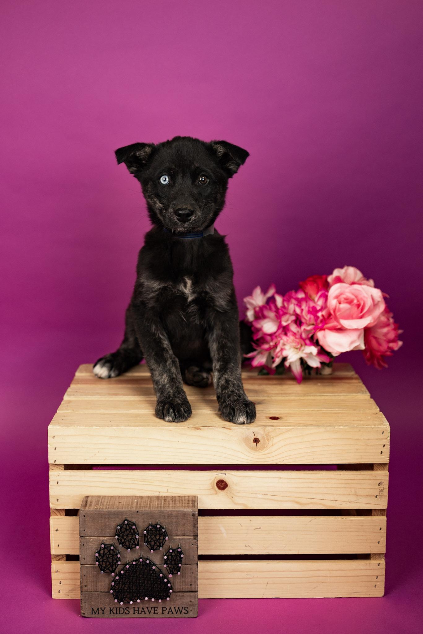 Enlarge 143-26, an adopted mixed breed in Brighton, CO image 1/1