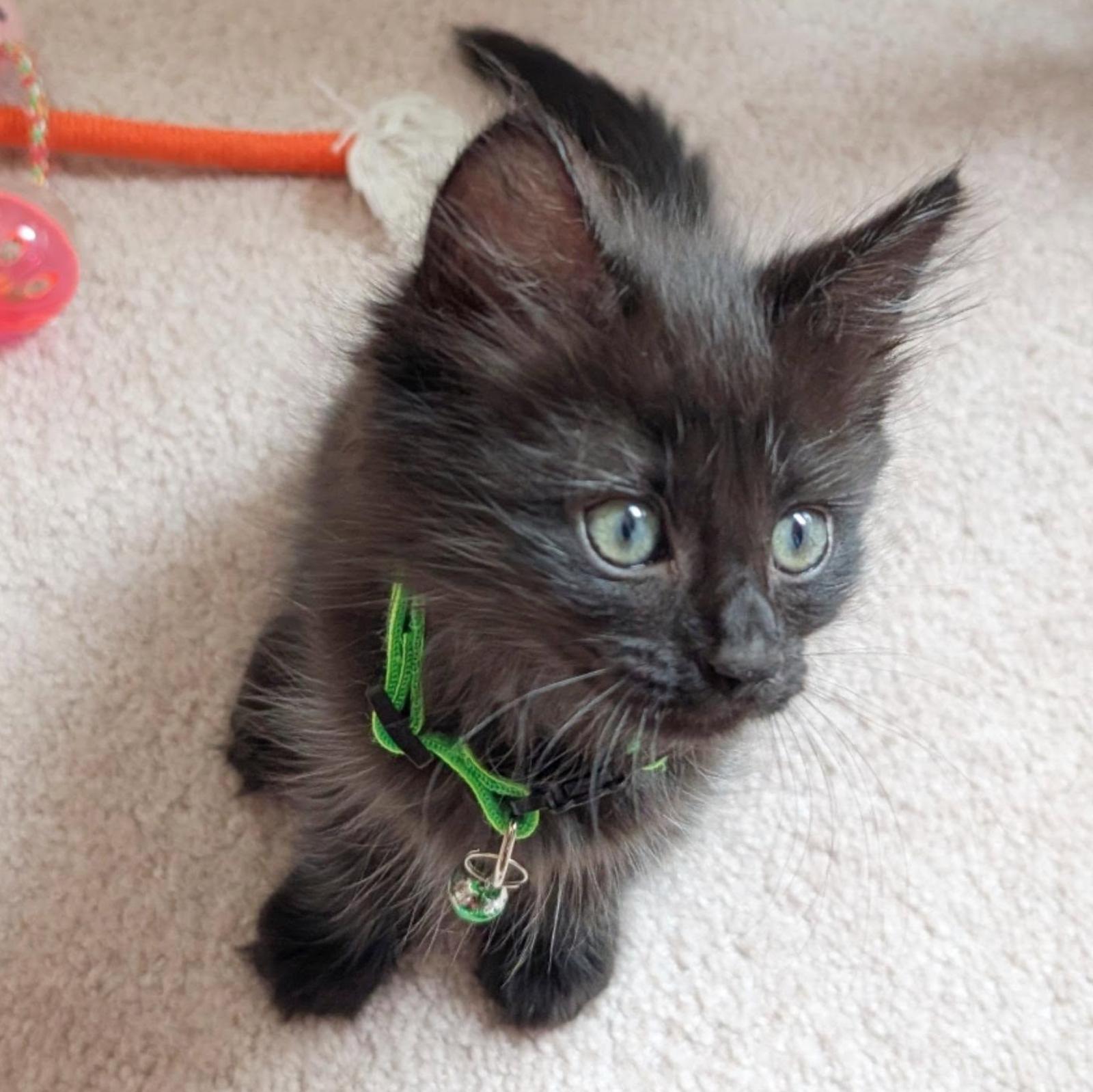 Rita Book, Adoptable, Kitten Female Domestic Medium Hair.