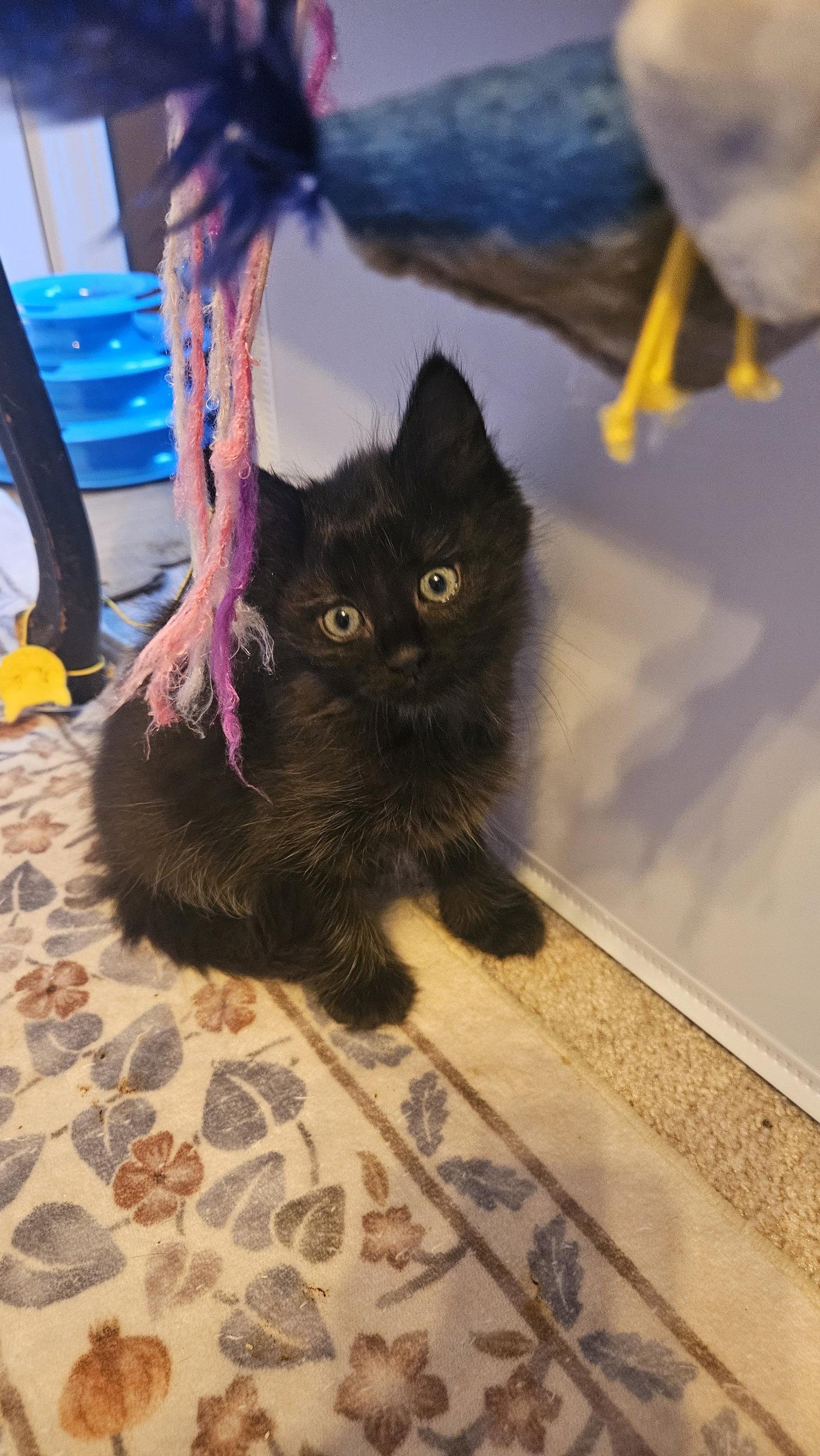 Rita Book, a Adoptable Domestic Medium Hair in Maggie Valley, NC image 2/2