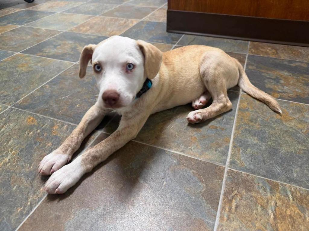 Sapphire, Adoptable, Puppy Female Pit Bull Terrier & Mixed Breed.