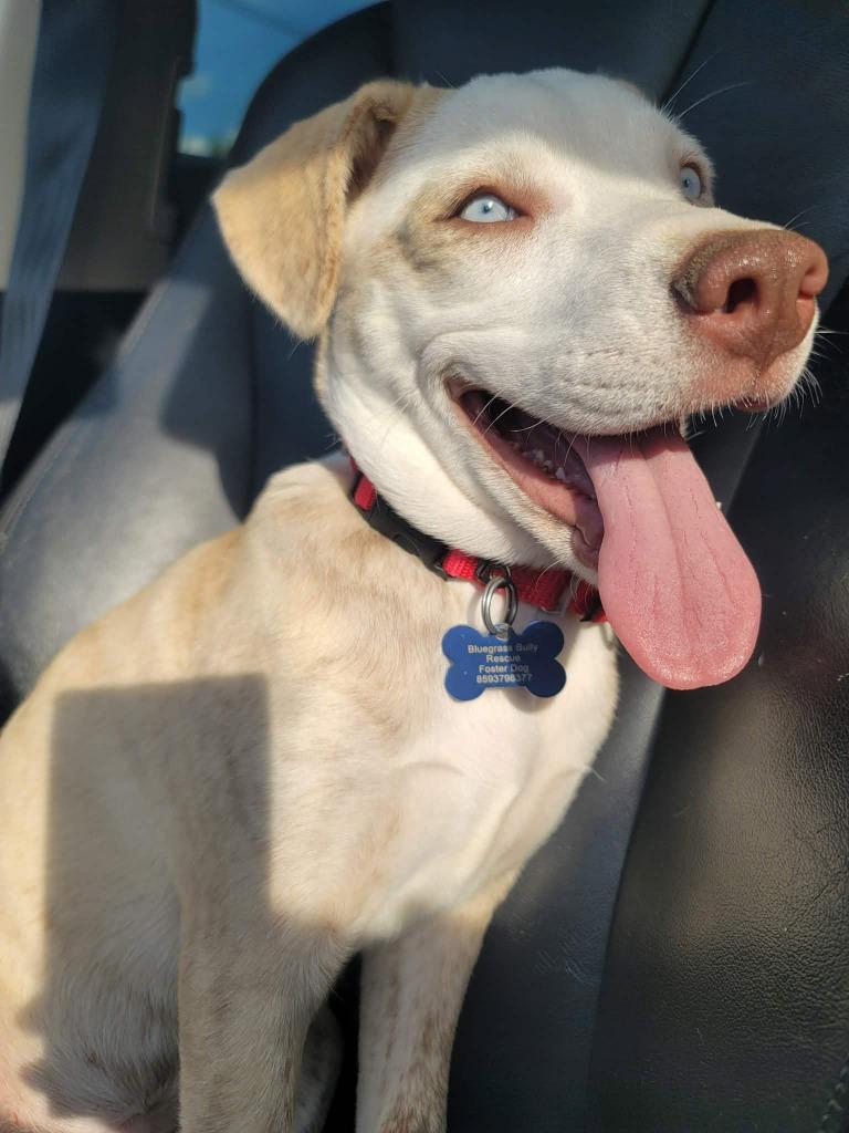 Enlarge Sapphire, a Adoptable mixed breed in Lexington, KY image 2/4