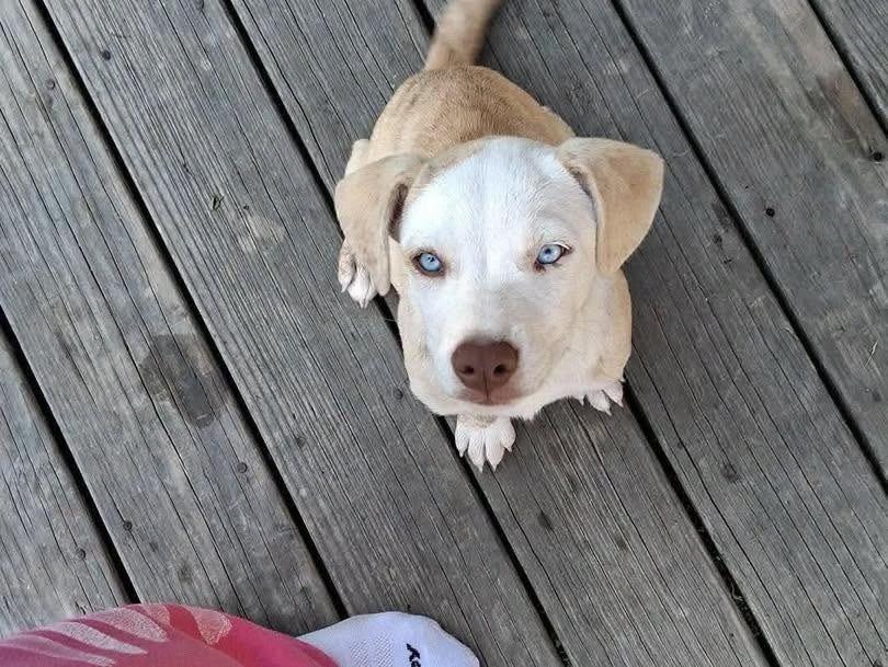 Enlarge Sapphire, a Adoptable mixed breed in Lexington, KY image 3/4