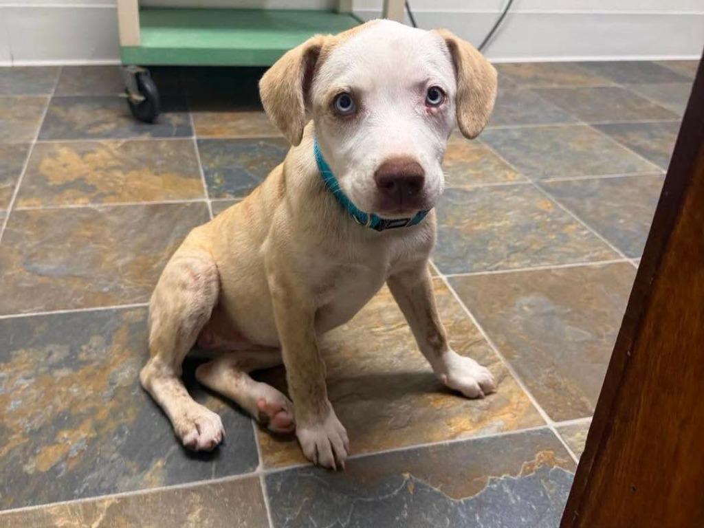Enlarge Sapphire, a Adoptable mixed breed in Lexington, KY image 4/4