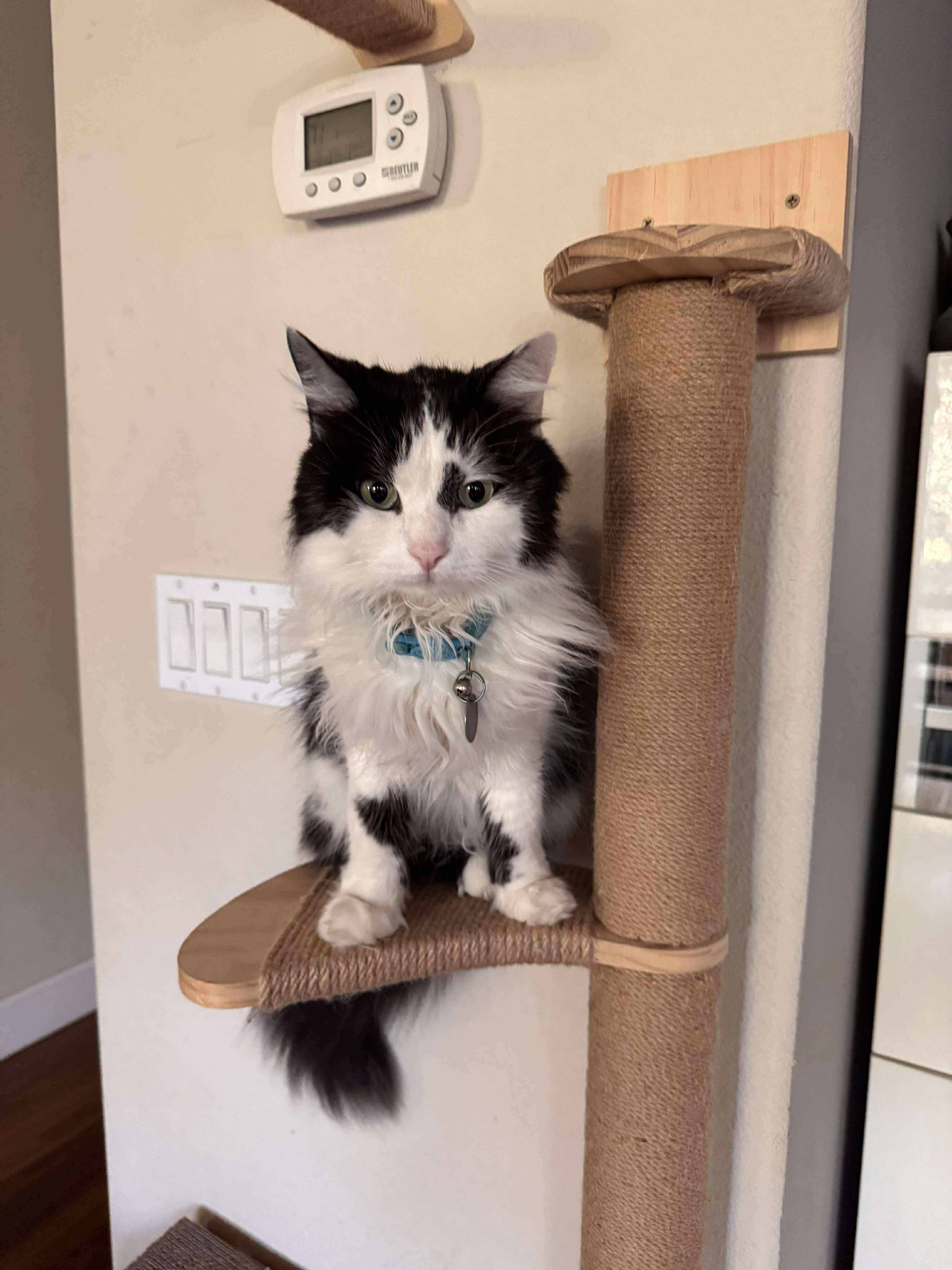 Mickey, an adoptable Ragdoll, Domestic Long Hair in santa clara, CA, 95054 | Photo Image 3