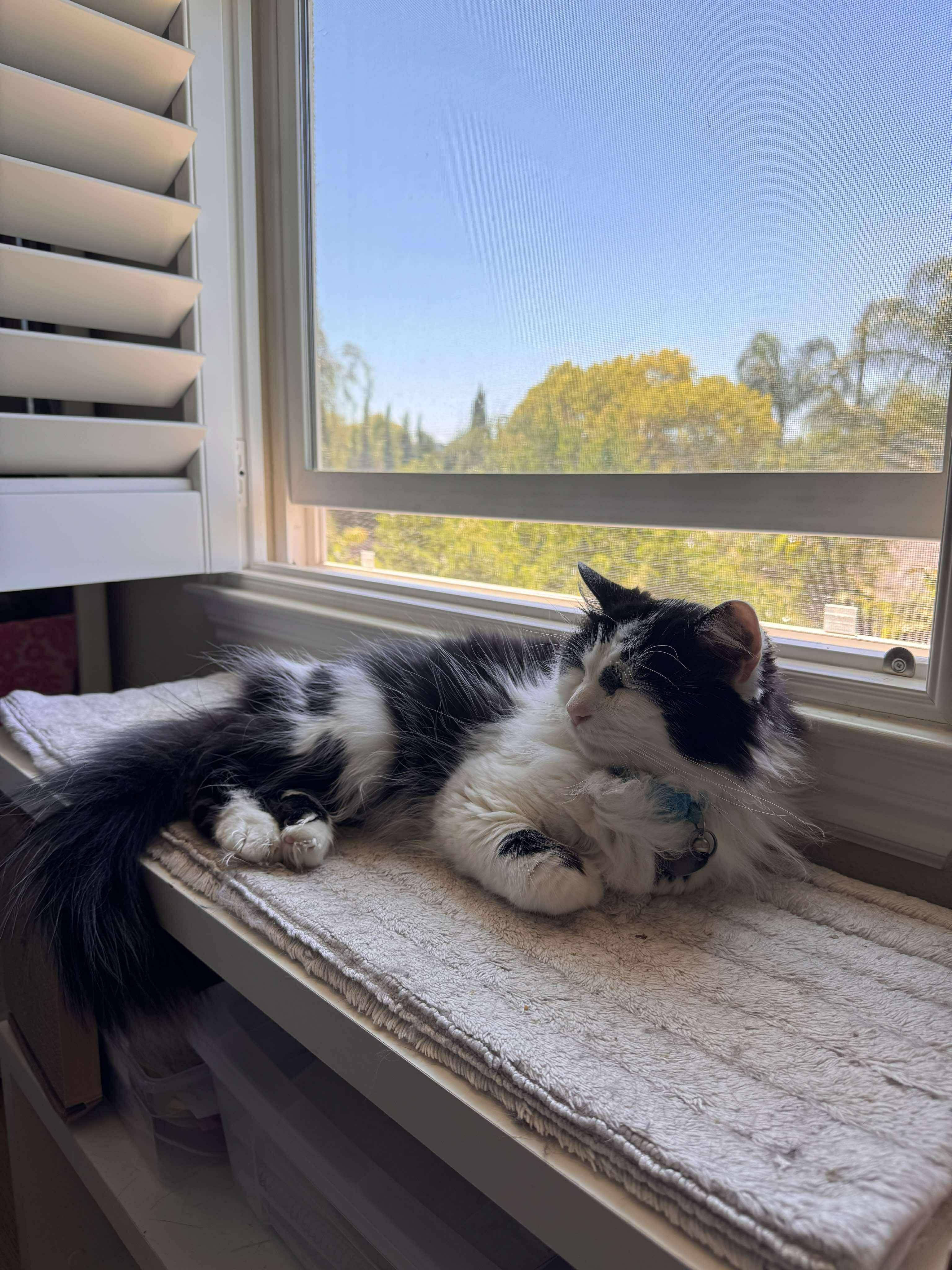 Mickey, an adoptable Ragdoll, Domestic Long Hair in santa clara, CA, 95054 | Photo Image 5