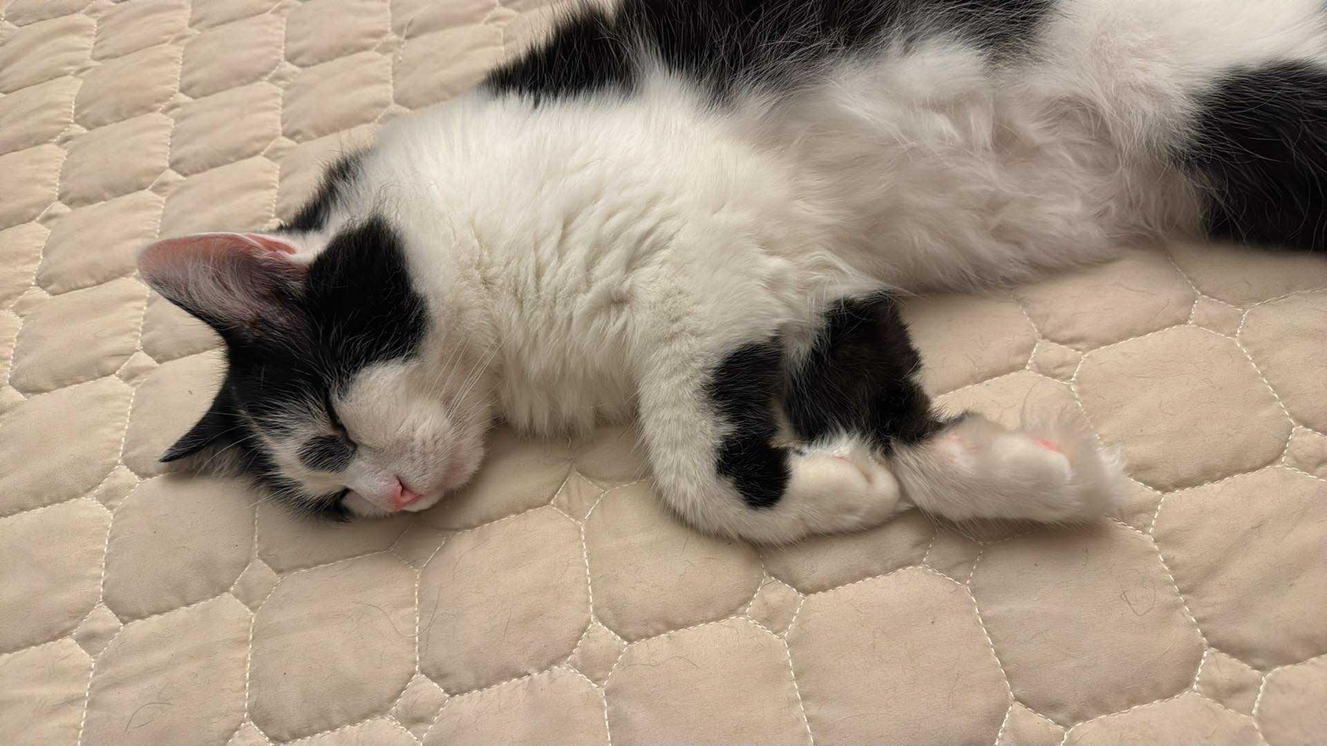 Mickey, an adoptable Ragdoll, Domestic Long Hair in santa clara, CA, 95054 | Photo Image 4