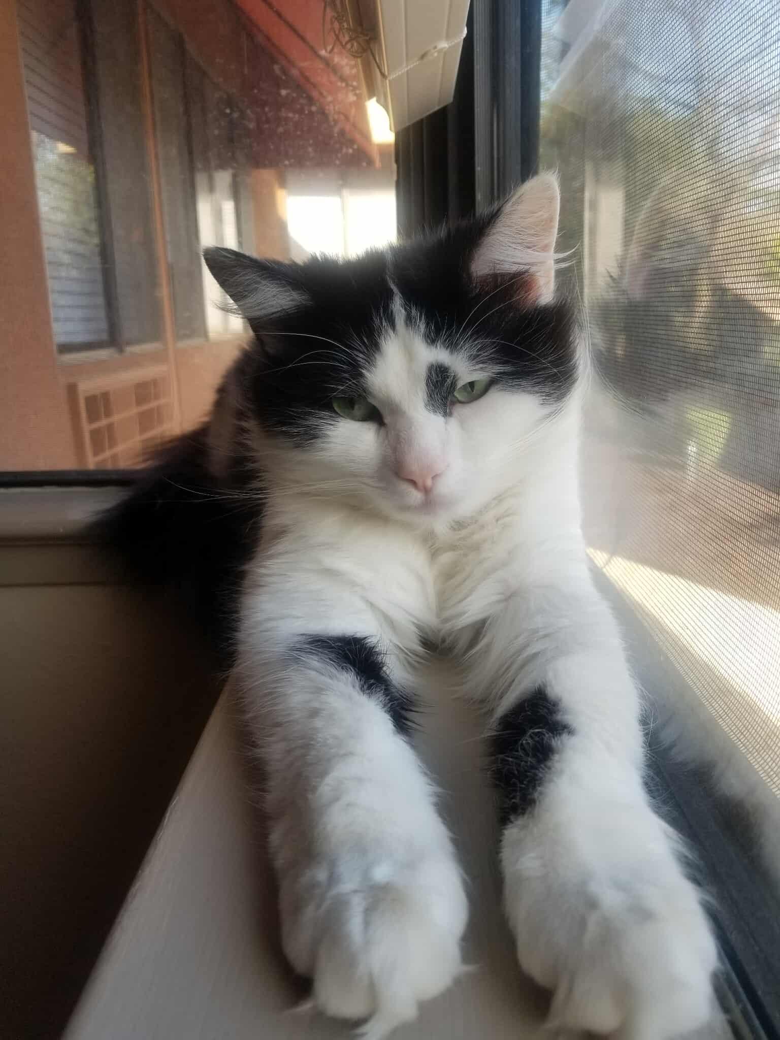 Mickey, an adoptable Ragdoll, Domestic Long Hair in santa clara, CA, 95054 | Photo Image 2