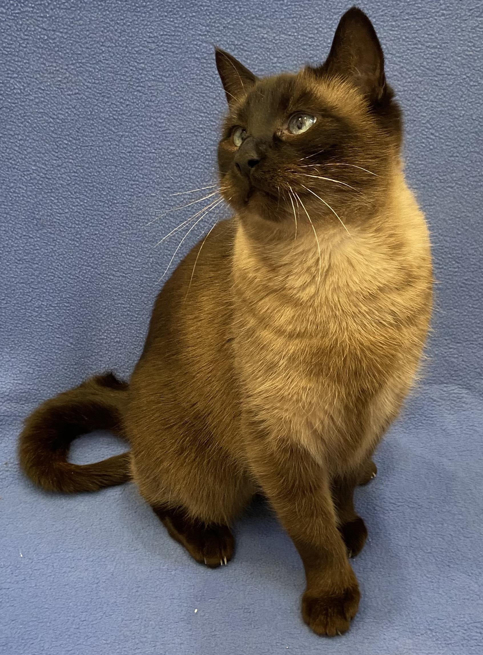 Enlarge Ninja, a ADOPTABLE mixed breed in Manitou Springs, CO image 3/5