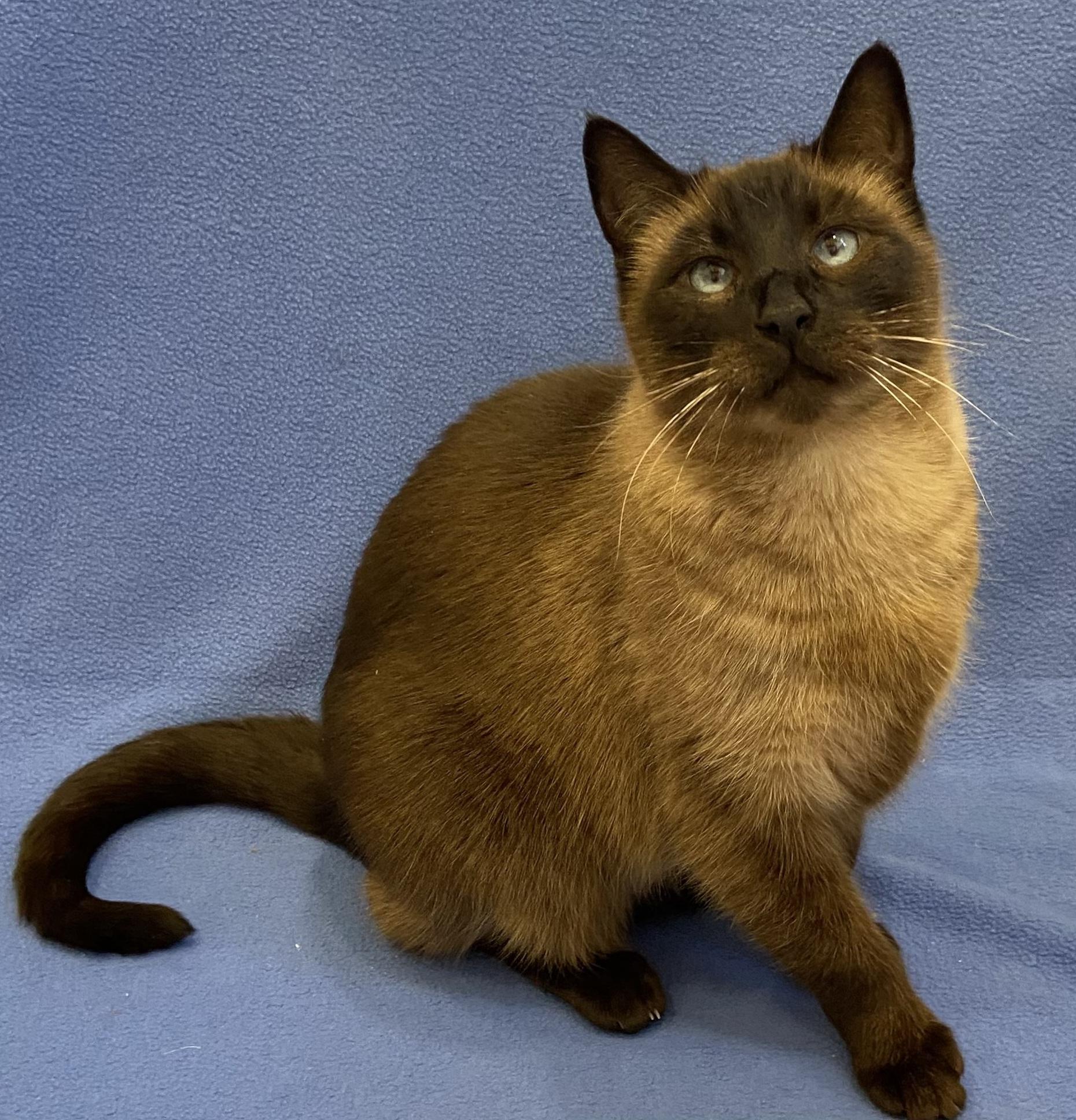 Enlarge Ninja, a ADOPTABLE mixed breed in Manitou Springs, CO image 4/5