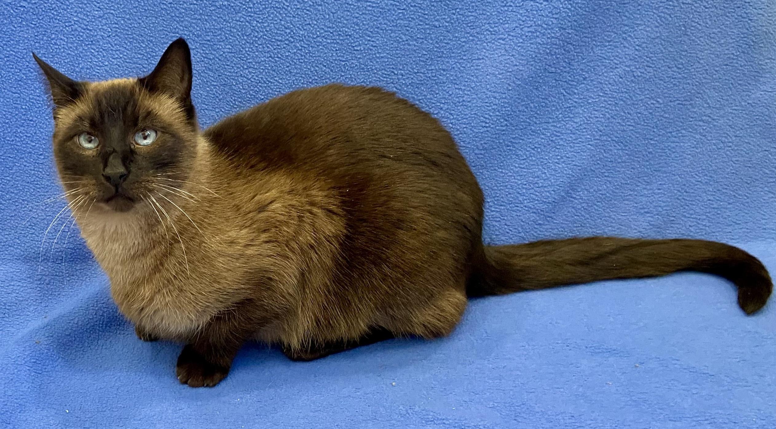 Enlarge Ninja, a ADOPTABLE mixed breed in Manitou Springs, CO image 2/5