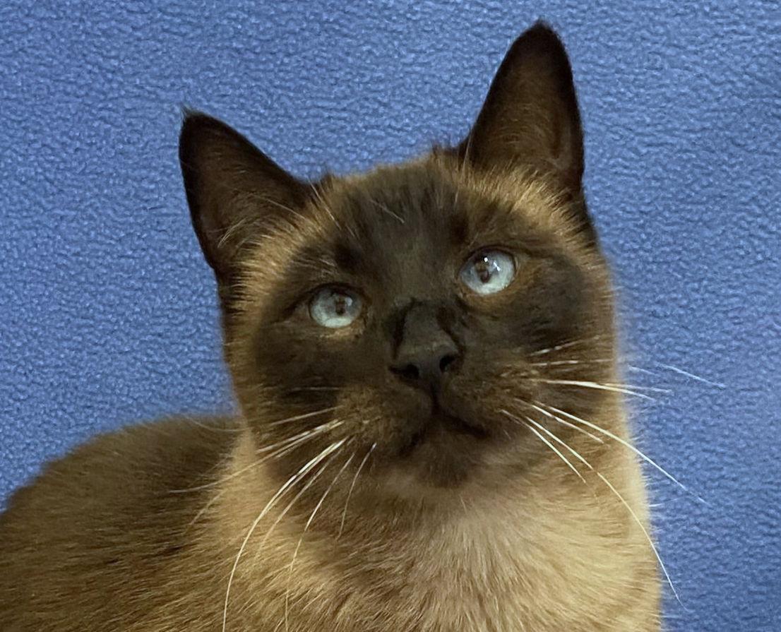 Ninja, ADOPTABLE, Adult Female Siamese & Domestic Short Hair.