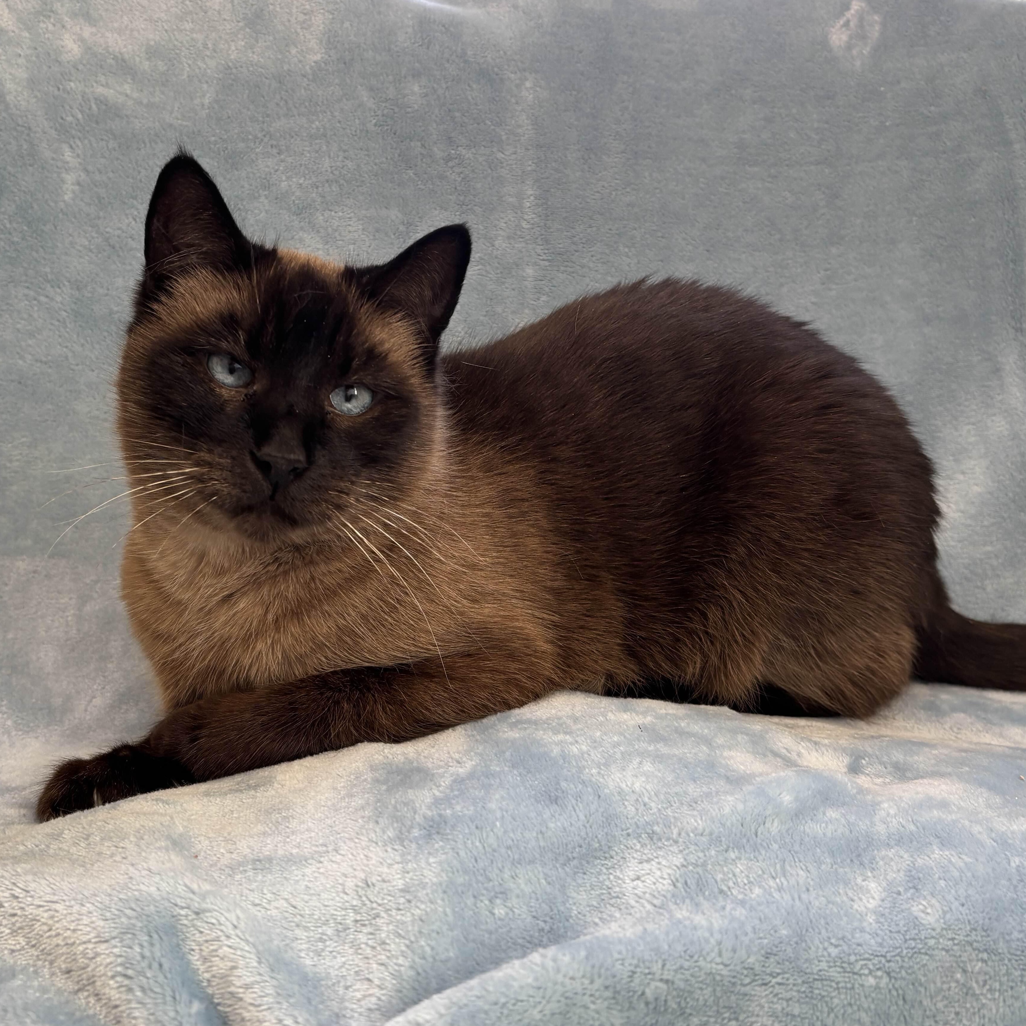 Enlarge Ninja, a ADOPTABLE mixed breed in Manitou Springs, CO image 5/5