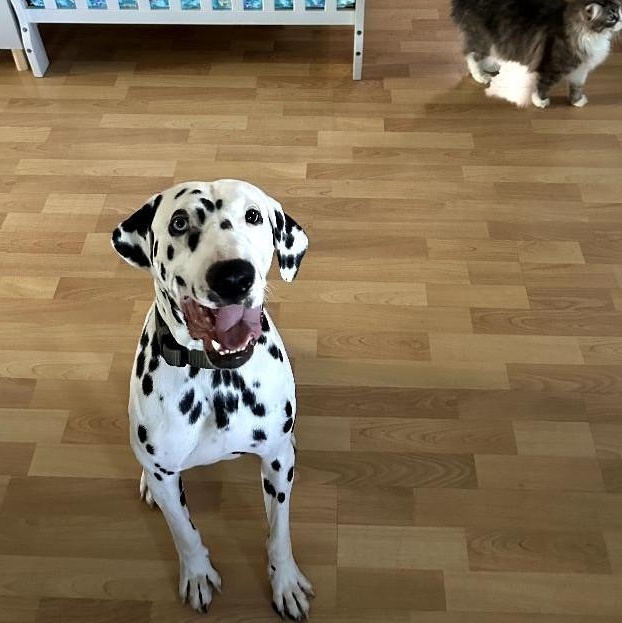 Enlarge Jimmy-ADOPTION PENDING, a Adoptable Dalmatian in San Diego, CA image 3/6