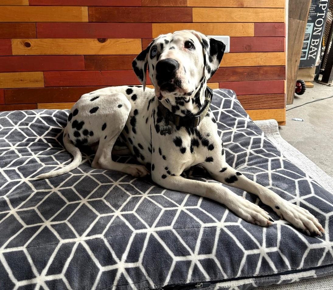 Jimmy-ADOPTION PENDING, Adoptable, Young Male Dalmatian.