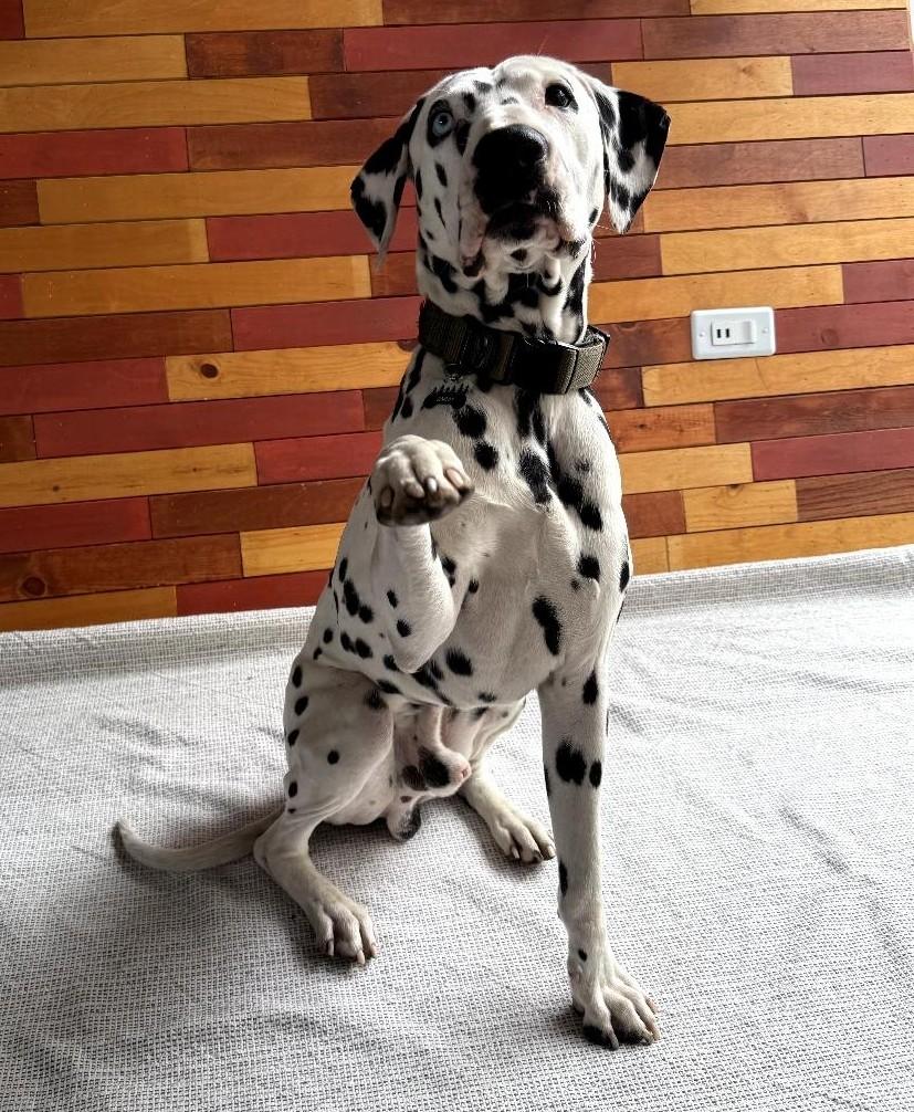 Enlarge Jimmy-ADOPTION PENDING, a Adoptable Dalmatian in San Diego, CA image 5/6