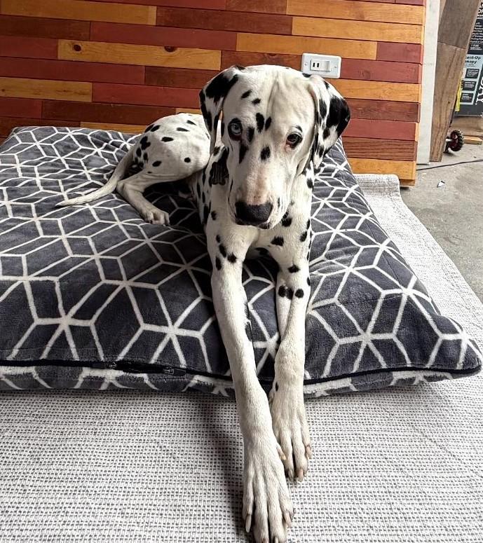 Enlarge Jimmy-ADOPTION PENDING, a Adoptable Dalmatian in San Diego, CA image 6/6