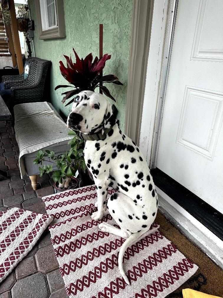 Enlarge Jimmy-ADOPTION PENDING, a Adoptable Dalmatian in San Diego, CA image 4/6