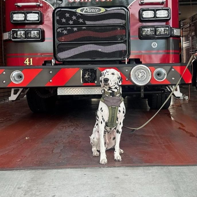 Enlarge Jimmy-ADOPTION PENDING, a Adoptable Dalmatian in San Diego, CA image 2/6