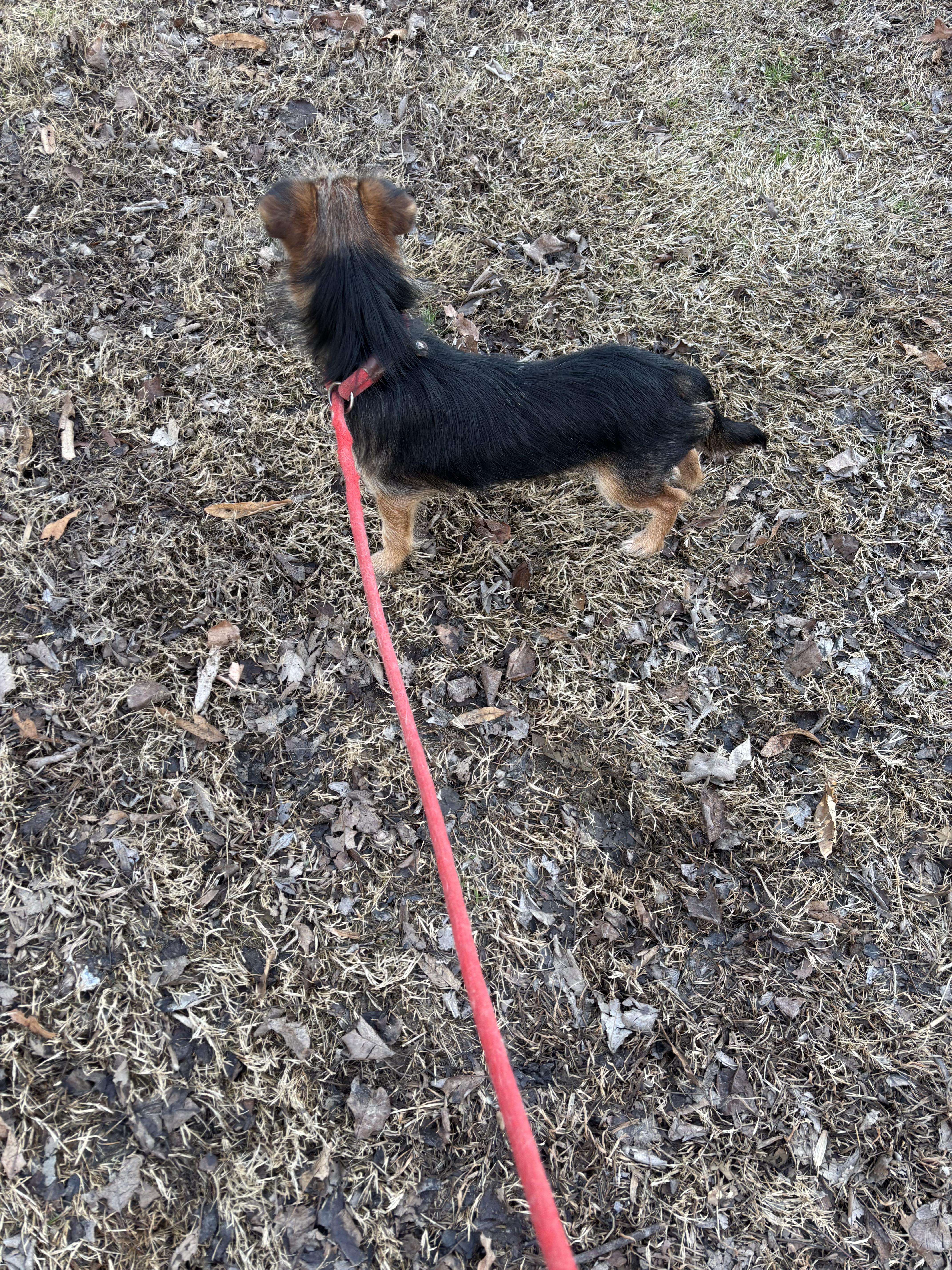 DONNIE, a ADOPTABLE mixed breed in Jackson, TN image 6/6