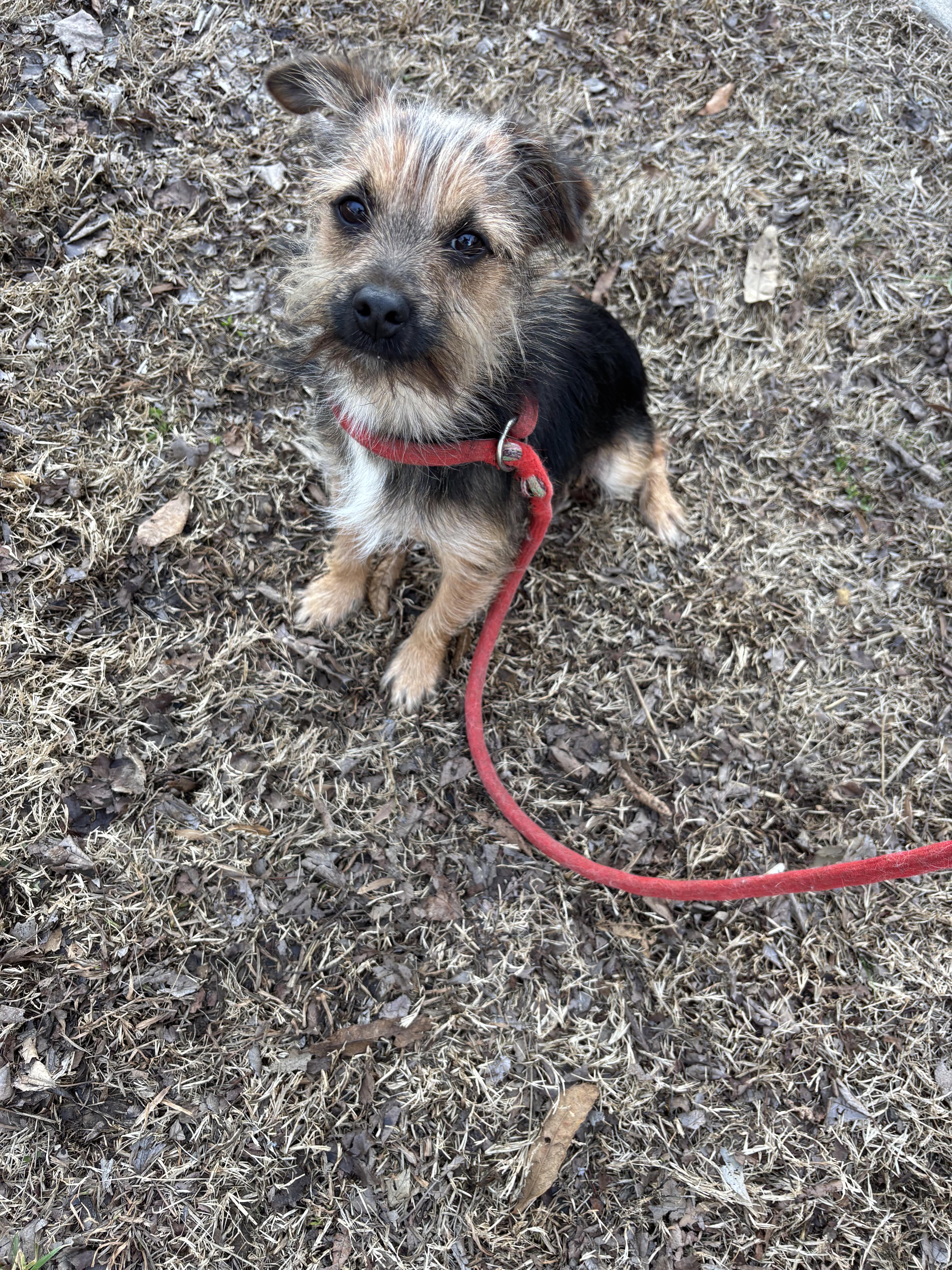 DONNIE, a ADOPTABLE mixed breed in Jackson, TN image 3/6