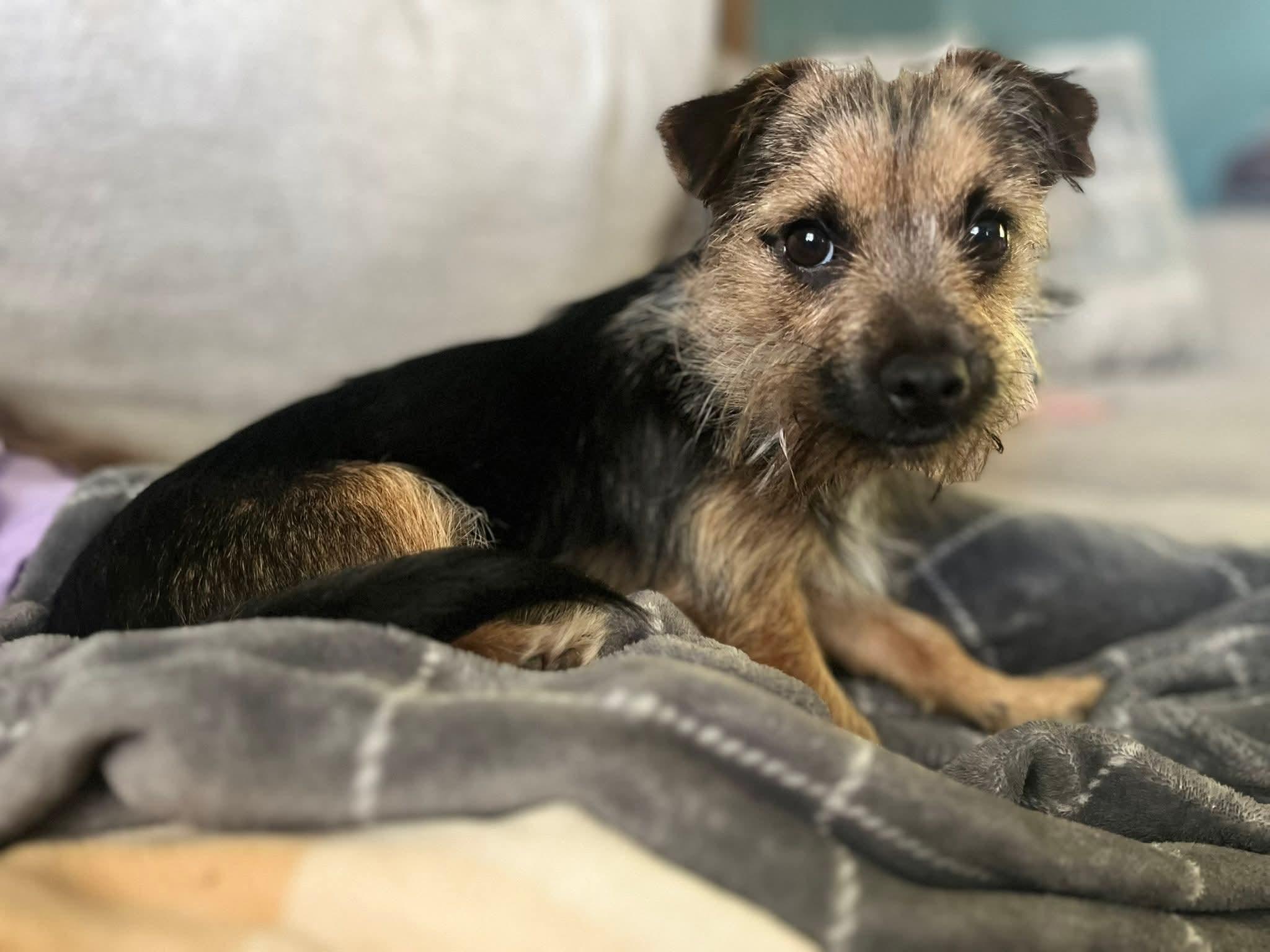 DONNIE, a ADOPTABLE mixed breed in Jackson, TN image 2/6