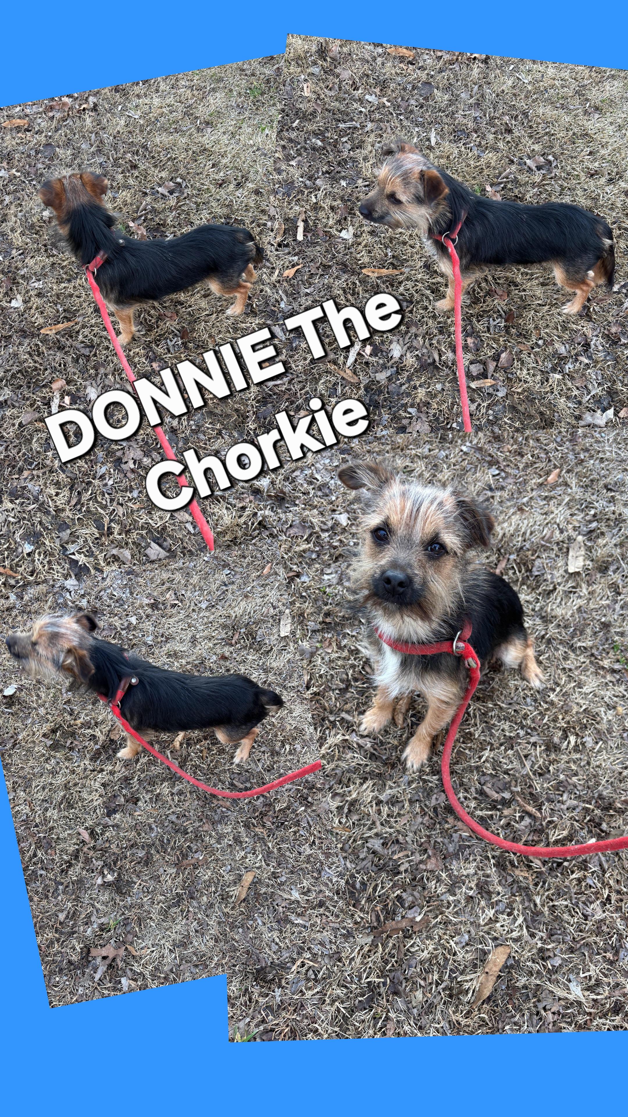 DONNIE, a ADOPTABLE mixed breed in Jackson, TN image 1/6