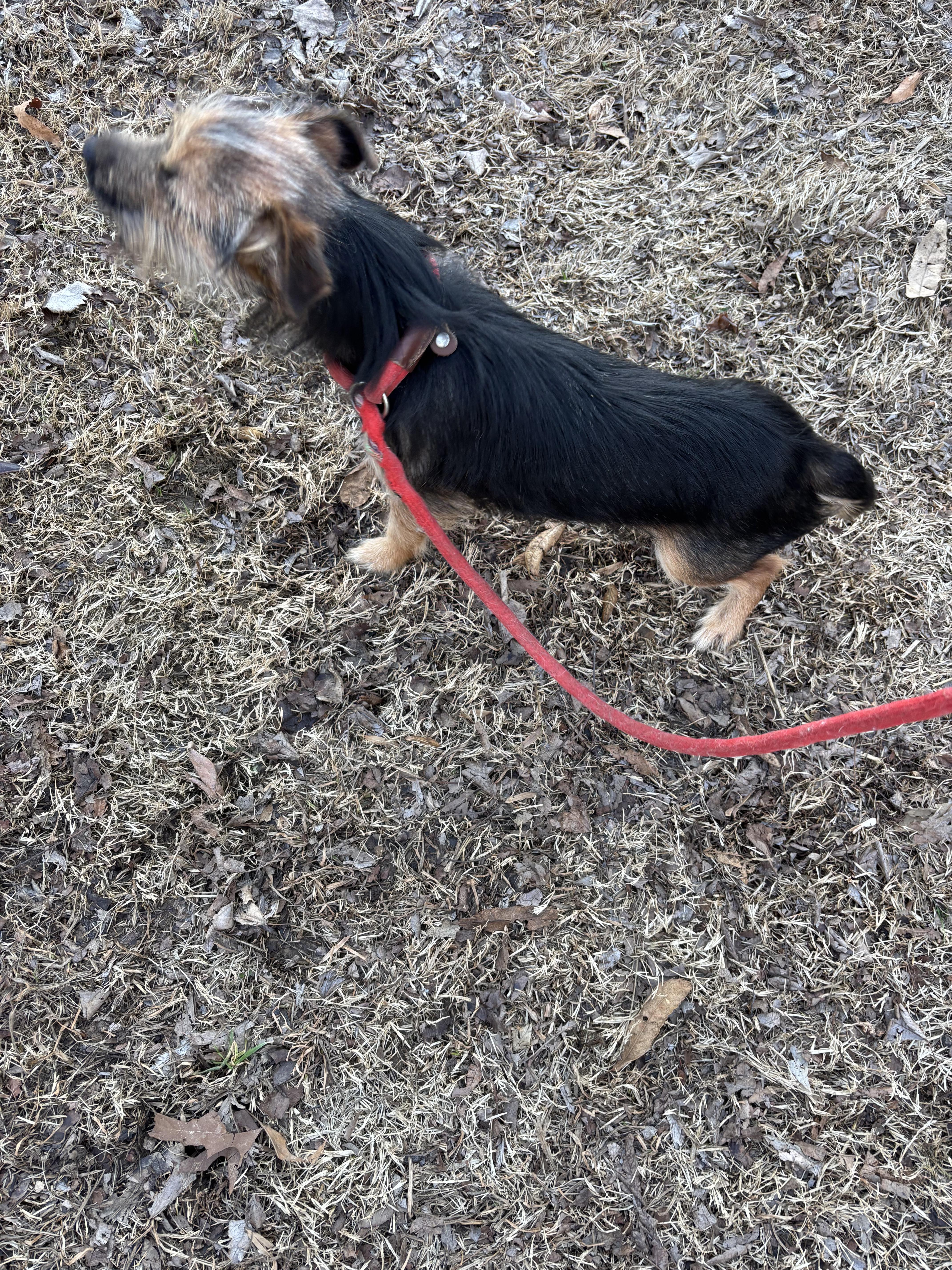 DONNIE, a ADOPTABLE mixed breed in Jackson, TN image 4/6