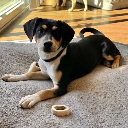 Enlarge Sugar, an adoption pending mixed breed in Pittstown, NJ image 4/4